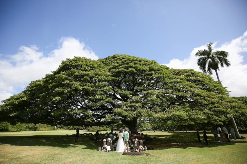 この木なんの木気になる木,モアナルアガーデン挙式,ハワイウェディング,ロケフォト,ハワイ結婚式,リノハワイ,フォトだけ